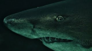 SPOOKY SHARK DIVING.Ragged Tooth. Aliwal Shoal.Umkomaas.SubSur.