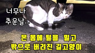 강추위에 털이 밀린체 밖으로 버려진 길고양이