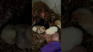 1 minute avec maman poule et ses petits