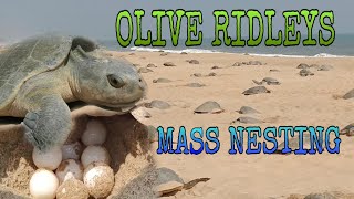 Olive Ridley Turtles Mass Nesting Begins at Rushikulya River Mouth ll Worlds largest nesting site ll