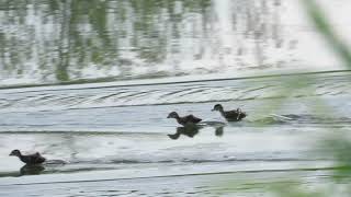 Wood Ducks