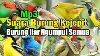 Suara pikat semua burung kecil untuk daerah yang burungnya pada bandel.suara pikat burung Ampuh