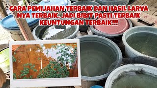 CARA TERBAIK, HASIL TERBAIK, PEMIJAHAN TERBAIK, LARVA PAPUYU/BETOK TERBAIK, JADI BIBIT TERBAIK!!!