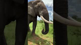 Elefante imitou o Lula e depois devolveu, #shorts #viral #animals