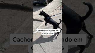 Mais um caso de cão reativo. Não se desespere, há solução! #adestramento #cachorro #crdog #shorts