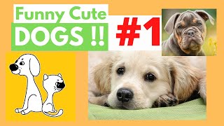 WOW Cute Dogs! Funny Dogs! #1