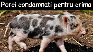 Porci condamnaţi pentru crimă | Fapte la întâmplare #1