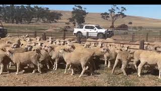 Sparks farming 360 ewe lambs