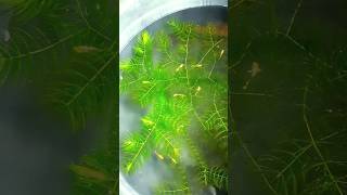 golden guppies//#full gold guppy//#guppy//#shorts/#shortsvideo