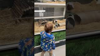 Brody’s Adventure at Swallows Aquatics playing with the guinea pigs