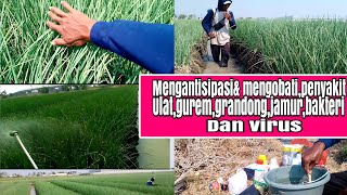 membangun kekokohan bawang merah,mengantisipasi,mengobati penyakit,:ulat,gurem,bakteri& virus.