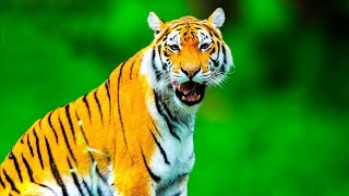 दुनिया के जानवर 4K Relaxation With  Wildlife Animals - Relaxation