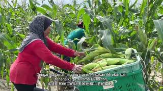 Teknologi Tanaman Jagung Manis di Kedah