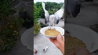 Slow Motion Pigeon Lands to Eat 🤗 #pigeon #love #cutepets #shorts