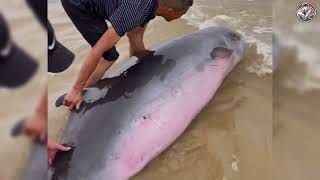 Saving whales struggling in the ocean | Animal rescue compilation