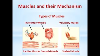 The skeletal system Muscles and their Mechanism Part 8| mechanism of skeletal muscle #skeletalsystem