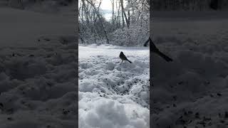 Bird in the Snow