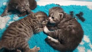 Scottish fold straight kittens, two and a half weeks old