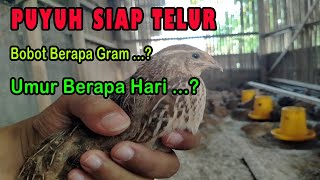 Ciri Ciri Puyuh Siap Bertelur