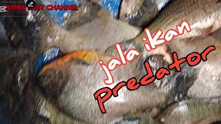 jala ikan bawal termasuk ikan predator