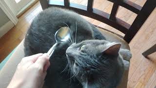 Rubbing and Chasing my Cat with a Spoon