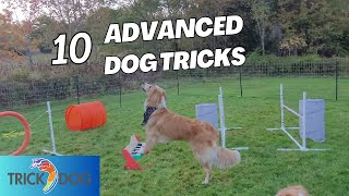 DMWYD Advanced & Advanced Masters Trick Dog: Rose the English Shepherd | 10 Advanced Dog Tricks