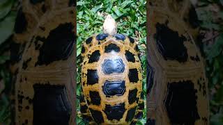 Baning Kuning Sulawesi (Indotestudo forstenii)