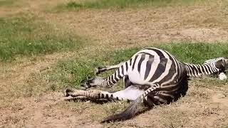 Saving injured zebras and giving them a second chance at life | Animal rescue compilation