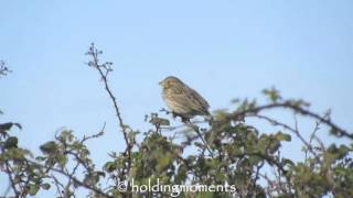 Corn Bunting 1st May 2016