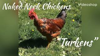 Naked Neck Chickens - Turkens - Hardy Dual purpose chickens