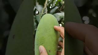 mangga kiojay, mangga jumbo #fathanahid #subur #fruit #kebun #mangga #manggakiojay #manggajumbo