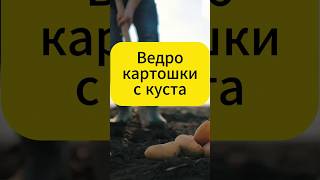 Секретный Ингредиент для Урожая Картофеля! #дача #огород #картошка #shorts