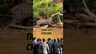 Orang sedang melihat macan mau memakan buaya di pinggir sungai #anime #shorts #trends #tiger