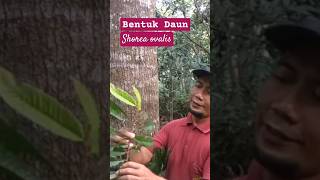 BENTUK DAUN MERANTI SHOREA ovalis