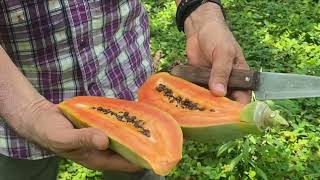 COMO CULTIVAR PAPAYA.