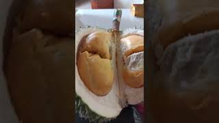 Belah Durian Sultan Durian Ochee/Duri Hitam‼️#short #shortvideo #durian #viral #riview #fruit