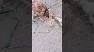 Small baby of Hen #viralvideo #hen