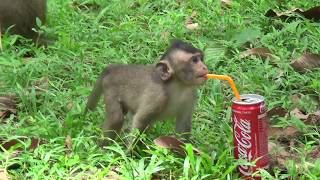 Cute Baby Monkey Drink COCA COLA  Around Angkor Wat in Cambodia