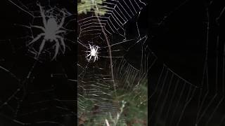 spider waiting for a fly on his net #ytshorts #shorts #nature #spider