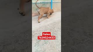 kombai puppy available location Rajapalayam call 7639524433