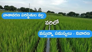 వరిలో వస్తున్న పోషకాల లోపల - సవరణ ౹ ఇప్పుడు రైతులు తెలుసుకోవలసిన యాజమాన్య పద్ధతులు #teluguraithutips