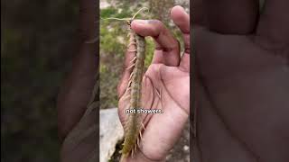 Giant centipedes in California!