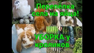 УБОРКА в ЗОЛОТУХИНСКИХ КЛЕТКАХ, ПЕРЕПЁЛКА СЕЛА НА ЯЙЦА.