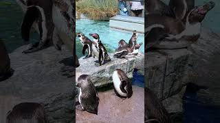 Do you like penguins? #copenhagenzoo #wildlife #funny #shorts #entertainment