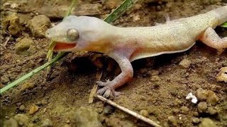 guecko comun cantando desde pequeño ciclo vida habitos hemidactylus blanco huevo cazando bebe come