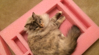 My Cat Misty and the Pink Styrofoam