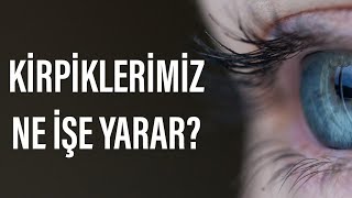 KİRPİKLERİMİZ NE İŞE YARAR | KİRPİKLERİN GÖREVİ NEDİR | BİLGİ VİDEOSU | ŞAŞIRACAKSINIZ |