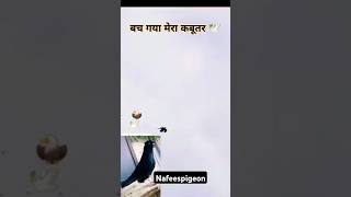 #pigeon #bird #kabutar #shorts #shortsviral #viralvideos #nafeespigeon