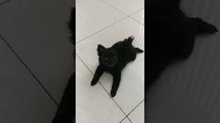 Black Puppy 🐶 #funny #viral #cute