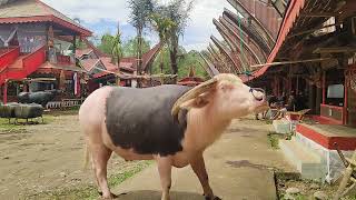 KERBAU MAHAL Di Penerimaan Tamu di Alm, Ibu Maria Belopandung. RITUAL Pemakaman Suku Toraja.